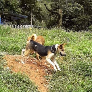 Kobi - Treeing Walker Coonhound + Beagle Dog