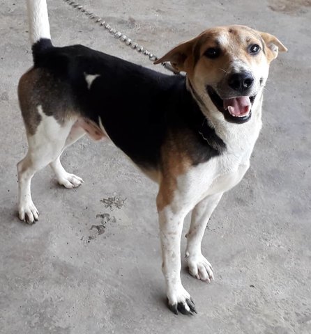 Kobi - Treeing Walker Coonhound + Beagle Dog