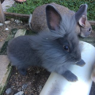 Thunder - Angora Rabbit + Rex Rabbit