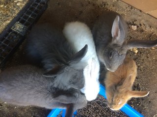 Thunder - Angora Rabbit + Rex Rabbit