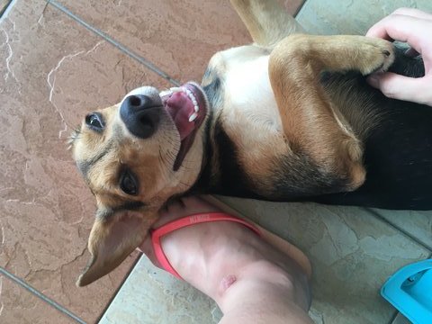 Vincii  - Beagle Mix Dog