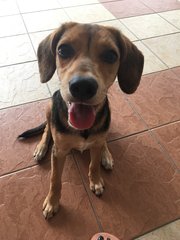 Vincii  - Beagle Mix Dog