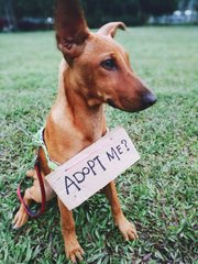 The human brought me to the park with this sign but still no one adopted me yet. Am I not cute enoug