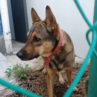 A Male Dog Found - Mixed Breed Dog