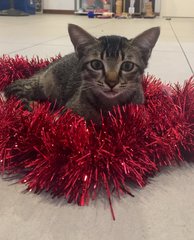  Gabi (Mom) &amp; Joey (4 Months) - Tabby + Domestic Short Hair Cat