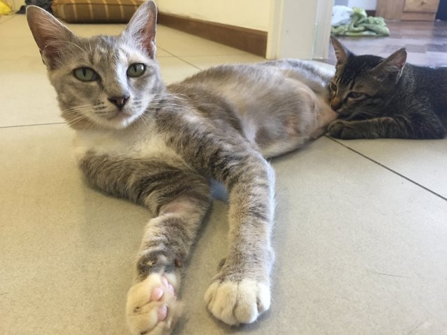  Gabi (Mom) &amp; Joey (4 Months) - Tabby + Domestic Short Hair Cat