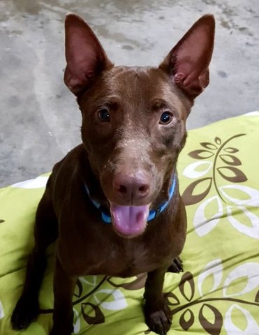 Chocolate Donut - Chocolate Labrador Retriever Mix Dog