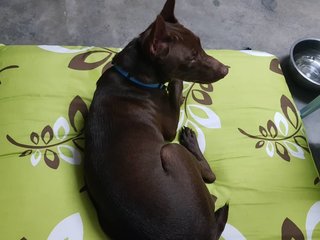 Chocolate Donut - Chocolate Labrador Retriever Mix Dog