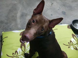 Chocolate Donut - Chocolate Labrador Retriever Mix Dog