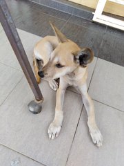  Milky  - Mixed Breed Dog