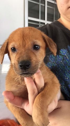 Pipi - Labrador Retriever Mix Dog