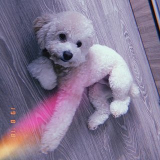 Chester - Poodle Dog