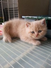 Ginger - Exotic Shorthair + Persian Cat