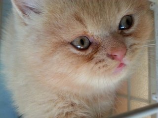 Ginger - Exotic Shorthair + Persian Cat