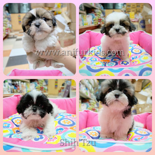 Quality Shih Tzu Pruppies - Shih Tzu Dog