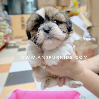 Quality Shih Tzu Pruppies - Shih Tzu Dog