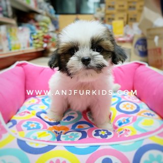 Quality Shih Tzu Pruppies - Shih Tzu Dog