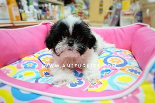 Quality Shih Tzu Pruppies - Shih Tzu Dog