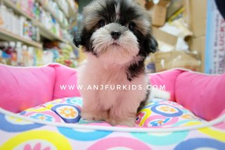 Quality Shih Tzu Pruppies - Shih Tzu Dog