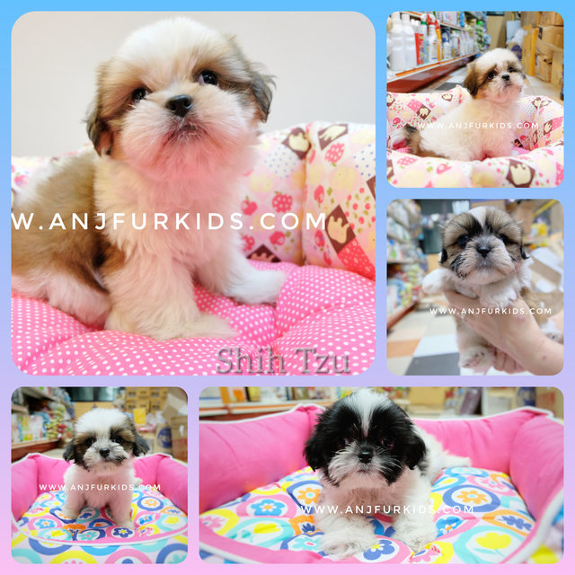 Quality Shih Tzu Pruppies - Shih Tzu Dog