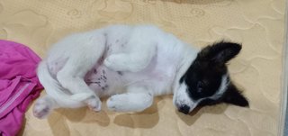 Panda Baby - Mixed Breed Dog