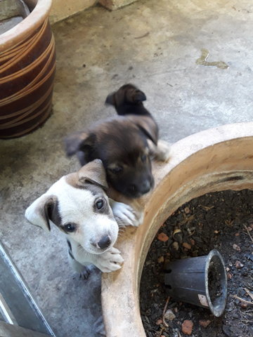 White N Dotty Puppy - Mixed Breed Dog