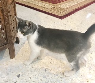 Abu - Domestic Short Hair Cat