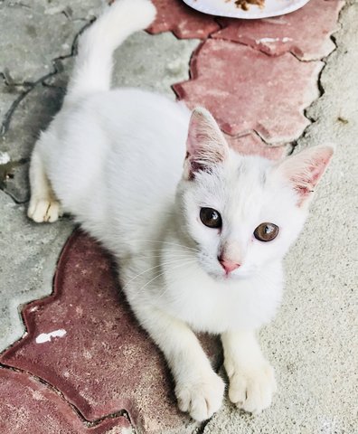 Snowflakes - Domestic Short Hair Cat