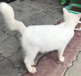 Snowflakes - Domestic Short Hair Cat