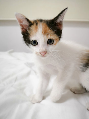 PF90617 - Calico Cat