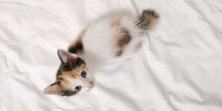 PF90617 - Calico Cat