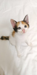 PF90617 - Calico Cat