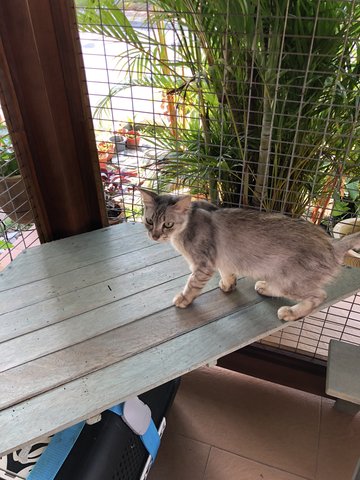 Grace Kelly - Chinchilla + Domestic Medium Hair Cat