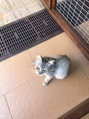 Grace Kelly - Chinchilla + Domestic Medium Hair Cat