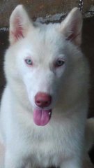 Pure Breed Husky (Female) - Husky Dog