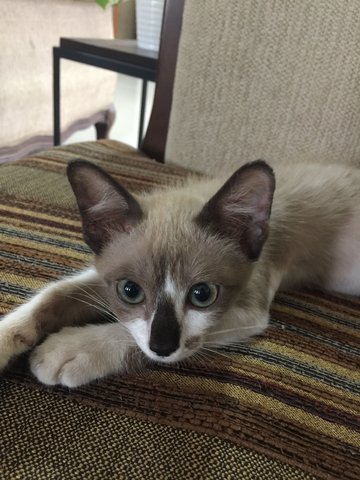 Chip (Amos)  - Snowshoe + Siamese Cat