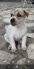 PF90632 - Mixed Breed Dog