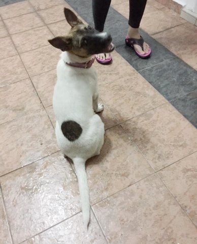 Tong Tong( Spayed) - Jack Russell Terrier Mix Dog