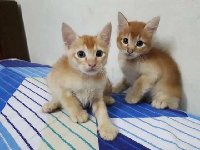 Binky And Fluffy - Domestic Medium Hair Cat