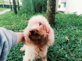 Mira (Mirabella Firess Dragonine) - Poodle Dog