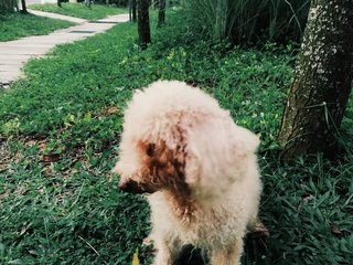 Mira (Mirabella Firess Dragonine) - Poodle Dog