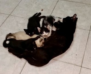 With her kittens - before she was surrendered to the vet - more than a year old photo