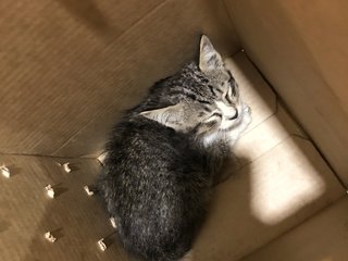 Smokey - Domestic Medium Hair Cat