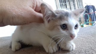 Calico Family (J) - Domestic Short Hair Cat
