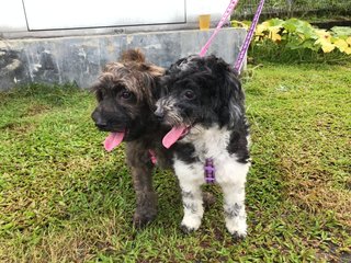 Hana And Aria - Poodle + Shih Tzu Dog