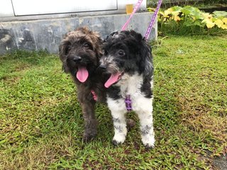 Hana And Aria - Poodle + Shih Tzu Dog