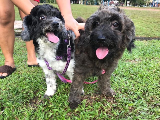 Hana And Aria - Poodle + Shih Tzu Dog