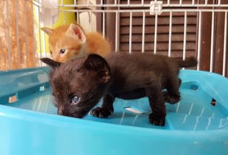 Six Kittens - Domestic Short Hair Cat