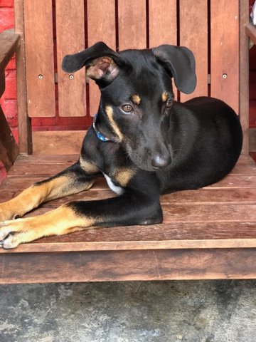 Rocky - Rottweiler Mix Dog