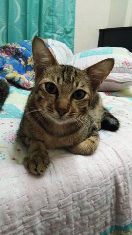 Ciko - Domestic Medium Hair + Bengal Cat